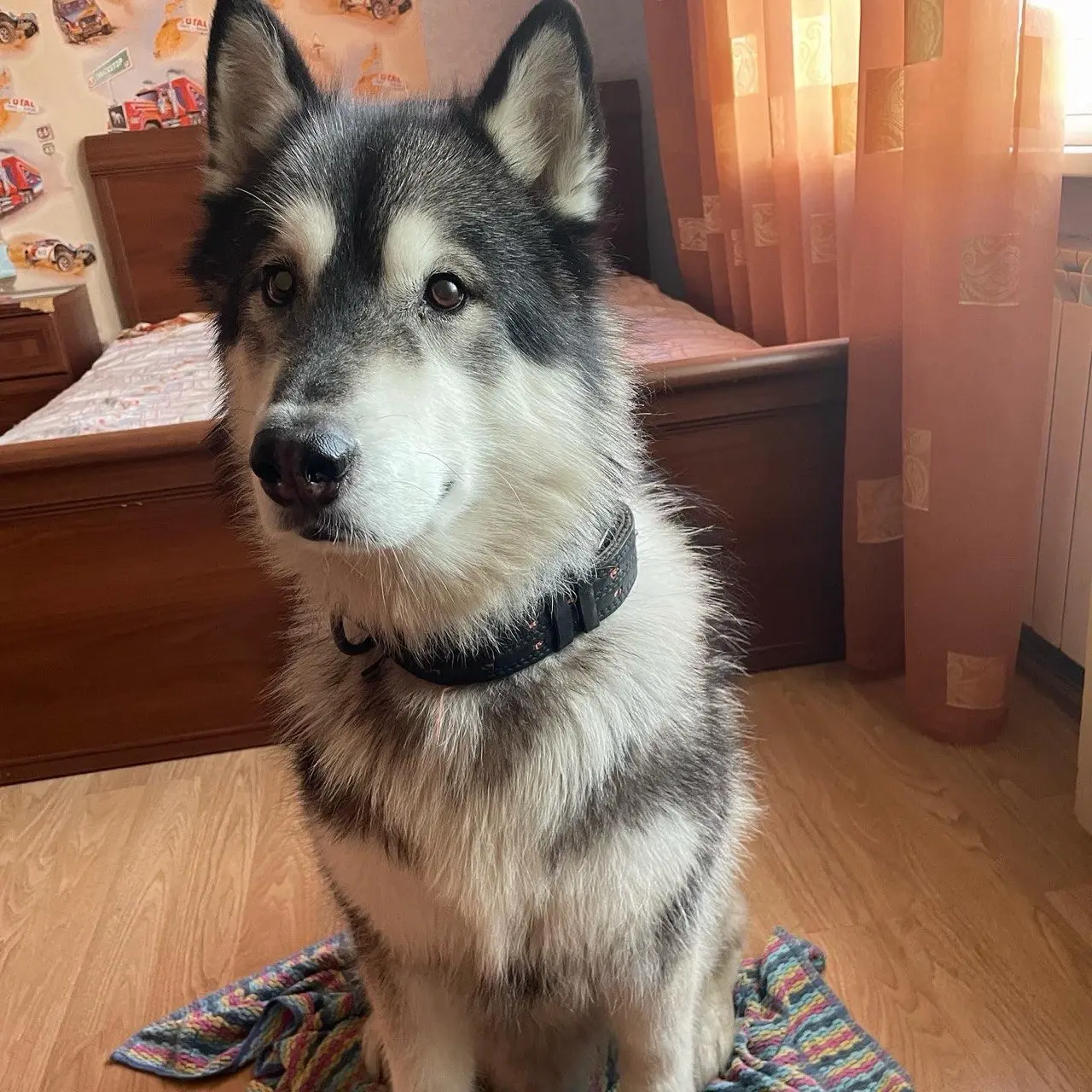 Хаски в домашней обстановке DOGHOMENSK