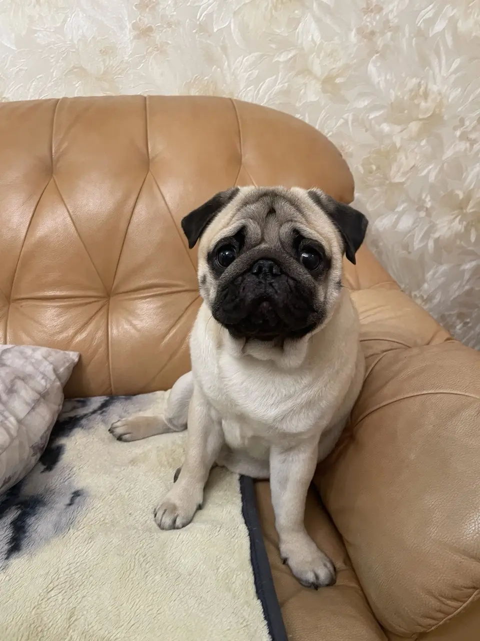 Мопс отдыхает на диване в DOGHOMENSK